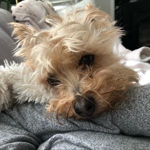 Meet your Posher, Laura